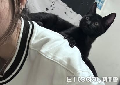 ▲小黑貓愛玩「頭髮逗貓棒」　奴才連睡覺都不得安寧。（圖／貓奴小弟提供，請勿隨意翻拍，以免侵權。）