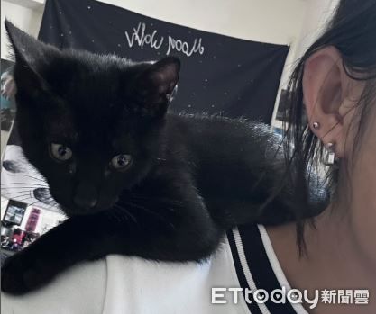 ▲小黑貓愛玩「頭髮逗貓棒」　奴才連睡覺都不得安寧。（圖／貓奴小弟提供，請勿隨意翻拍，以免侵權。）