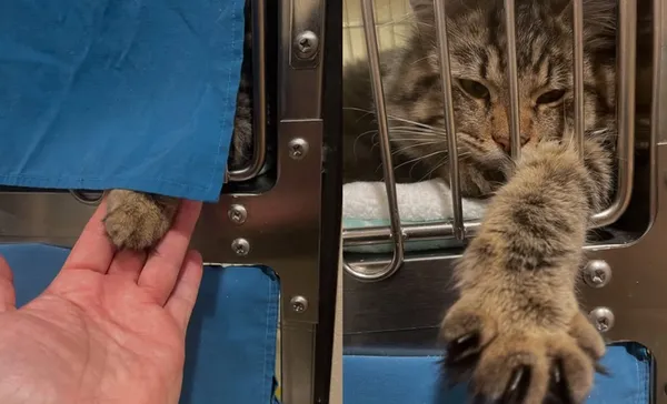 收容所鐵籠突伸出「毛毛掌拍拍」　男一看爆哭：死去貓貓回來了。（圖／翻攝自Instagram／stickythekitty503）