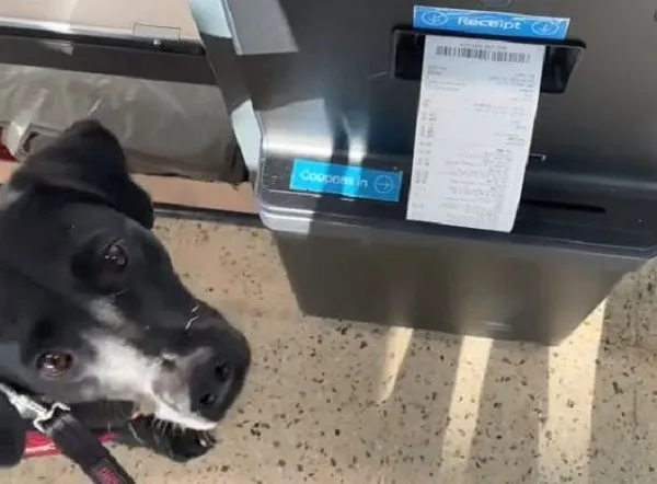 ▲結帳也要儀式感！黑狗請求「親口撕收據」　還乖巧遞給媽。（圖／翻攝自TikTok／@belongingwithdogs）