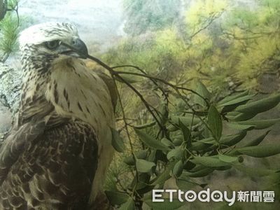 全台僅剩千隻!熊鷹春天築巢育雛 超珍貴特寫萌照曝光