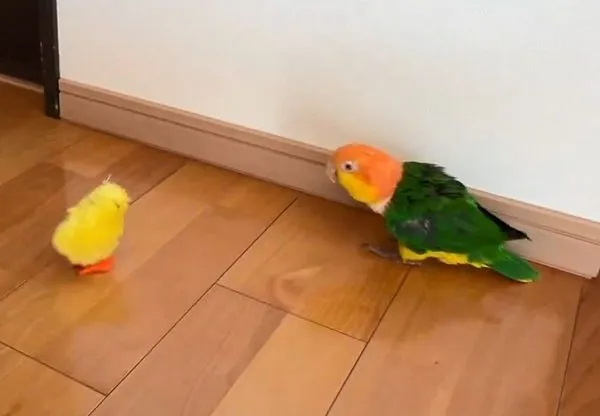 ▲鸚鵡遇上狂震小雞！嚇得「倒退嚕」　結果它出現在背後。（圖／翻攝自X／@micchi1919）