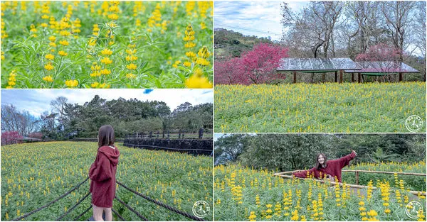 ▲▼台北賞花景點，貓空魯冰花海秘境。（圖／部落客桃桃提供）