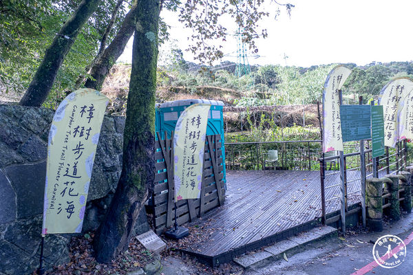 ▲▼台北賞花景點，貓空魯冰花海秘境。（圖／部落客桃桃提供）