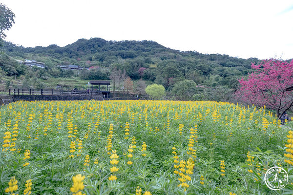 ▲▼台北賞花景點，貓空魯冰花海秘境。（圖／部落客桃桃提供）