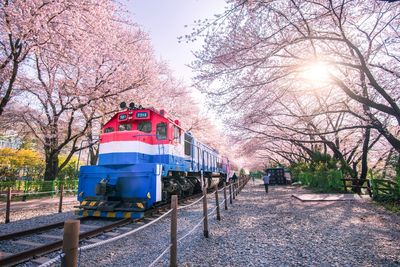 花現日韓賞櫻享美食浪漫春之旅