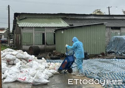 彰化3蛋雞場9萬隻染禽流感　再爆鵪鶉感染撲殺6萬4300隻