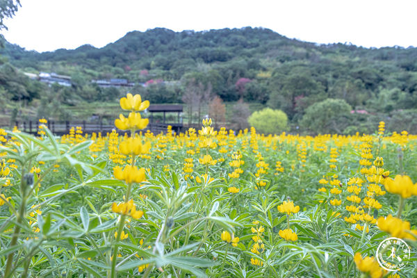 ▲▼台北賞花景點，貓空魯冰花海秘境。（圖／部落客桃桃提供）
