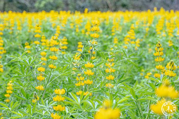 ▲▼台北賞花景點，貓空魯冰花海秘境。（圖／部落客桃桃提供）