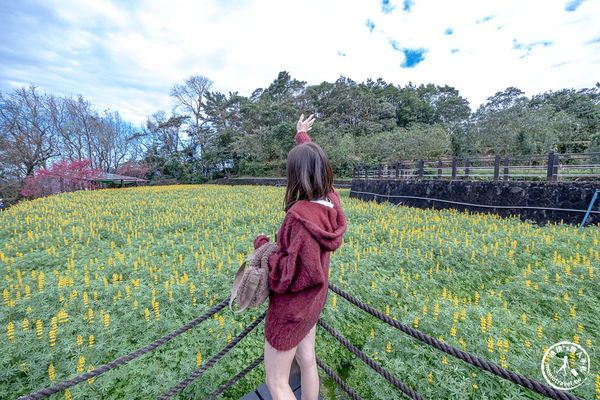 ▲▼台北賞花景點，貓空魯冰花海秘境。（圖／部落客桃桃提供）