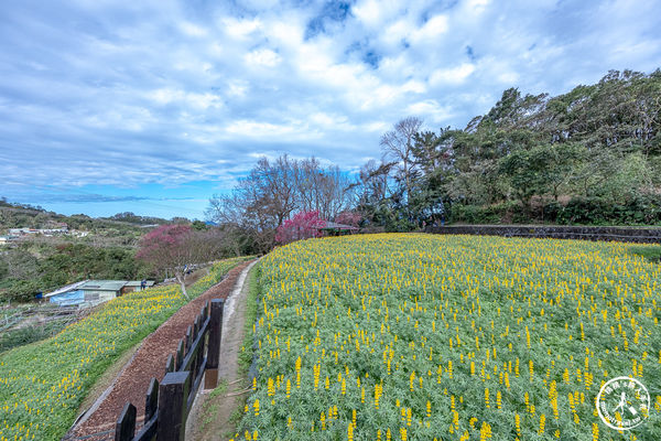 ▲▼台北賞花景點，貓空魯冰花海秘境。（圖／部落客桃桃提供）