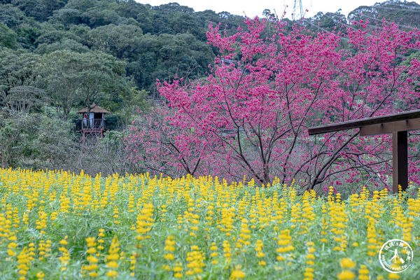 ▲▼台北賞花景點，貓空魯冰花海秘境。（圖／部落客桃桃提供）