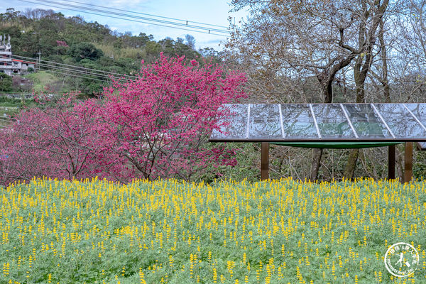 ▲▼台北賞花景點，貓空魯冰花海秘境。（圖／部落客桃桃提供）