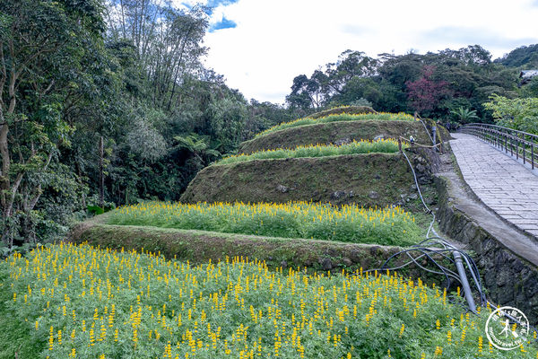 ▲▼台北賞花景點，貓空魯冰花海秘境。（圖／部落客桃桃提供）