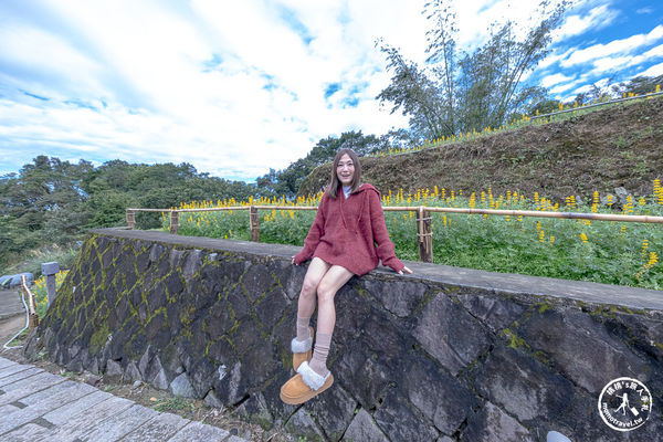 ▲▼台北賞花景點，貓空魯冰花海秘境。（圖／部落客桃桃提供）