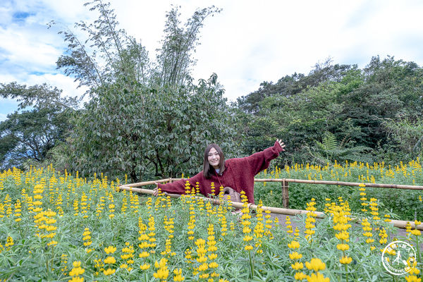 ▲▼台北賞花景點，貓空魯冰花海秘境。（圖／部落客桃桃提供）