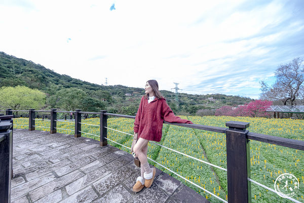 ▲▼台北賞花景點，貓空魯冰花海秘境。（圖／部落客桃桃提供）