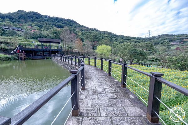 ▲▼台北賞花景點，貓空魯冰花海秘境。（圖／部落客桃桃提供）