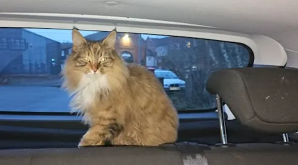 「朕累了載我回家」緬因貓霸氣跳上警車磨爪踏踏　女主人應門傻眼。（圖／翻攝自Facebook／Essex Police - Braintree District）