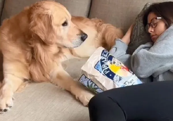 ▲零食大開不敢吃！阿金內心「天狗交戰」　崩潰嗷嗚求援。（圖／翻攝自TikTok／@goldenchilidog）