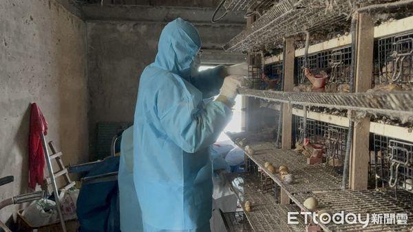 ▲二林鎮1處鵪鶉場感染禽流感防疫人員前往撲殺並消毒。（圖／彰化動防所提供，以下同）