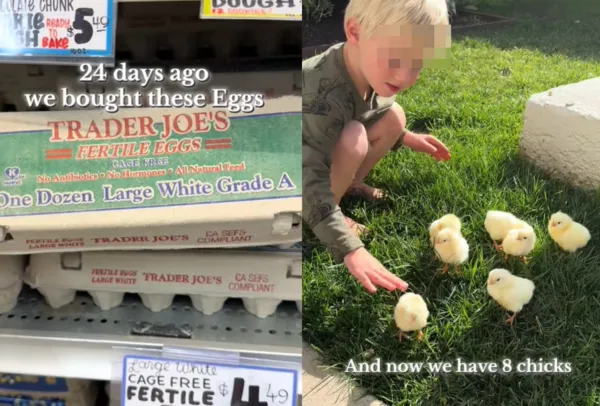 女超市147元買雞蛋「竟孵出8隻小雞」　480萬網嚇到：不敢吃蛋了。（圖／翻攝自TikTok／thecaliforniahome）