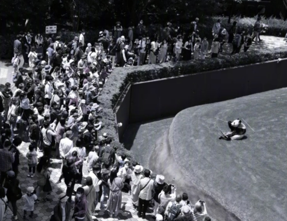 ▲▼大貓熊永明去世。（圖／翻攝自微博）