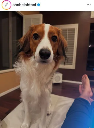 ▲大谷翔平曬愛犬「Decopin」。（圖／大谷翔平IG）