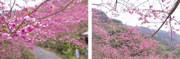 ▲▼三峽大熊櫻花林，4000顆櫻花齊放的櫻花隧道，在隧道中還可以細細品味浪漫的粉紅雨。（圖／部落客黑皮授權提供）
