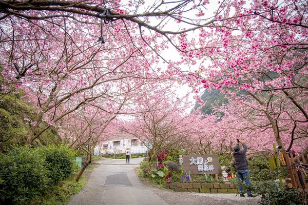 ▲▼三峽大熊櫻花林，4000顆櫻花齊放的櫻花隧道，在隧道中還可以細細品味浪漫的粉紅雨。（圖／部落客黑皮授權提供）
