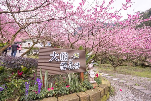 ▲▼三峽大熊櫻花林，4000顆櫻花齊放的櫻花隧道，在隧道中還可以細細品味浪漫的粉紅雨。（圖／部落客黑皮授權提供）