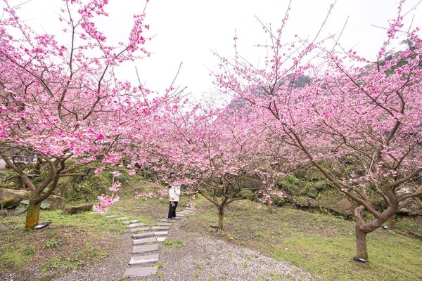 ▲▼三峽大熊櫻花林，4000顆櫻花齊放的櫻花隧道，在隧道中還可以細細品味浪漫的粉紅雨。（圖／部落客黑皮授權提供）