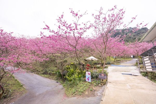 ▲▼三峽大熊櫻花林，4000顆櫻花齊放的櫻花隧道，在隧道中還可以細細品味浪漫的粉紅雨。（圖／部落客黑皮授權提供）