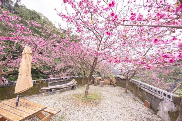 ▲▼三峽大熊櫻花林，4000顆櫻花齊放的櫻花隧道，在隧道中還可以細細品味浪漫的粉紅雨。（圖／部落客黑皮授權提供）