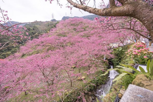 ▲▼三峽大熊櫻花林，4000顆櫻花齊放的櫻花隧道，在隧道中還可以細細品味浪漫的粉紅雨。（圖／部落客黑皮授權提供）