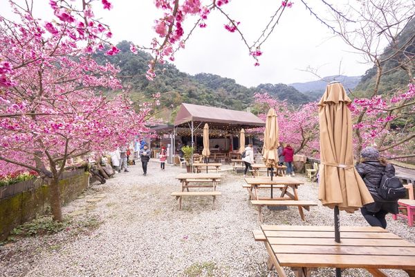▲▼三峽大熊櫻花林，4000顆櫻花齊放的櫻花隧道，在隧道中還可以細細品味浪漫的粉紅雨。（圖／部落客黑皮授權提供）
