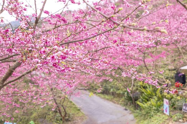▲▼三峽大熊櫻花林，4000顆櫻花齊放的櫻花隧道，在隧道中還可以細細品味浪漫的粉紅雨。（圖／部落客黑皮授權提供）