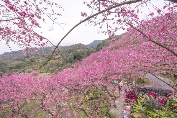 ▲▼三峽大熊櫻花林，4000顆櫻花齊放的櫻花隧道，在隧道中還可以細細品味浪漫的粉紅雨。（圖／部落客黑皮授權提供）