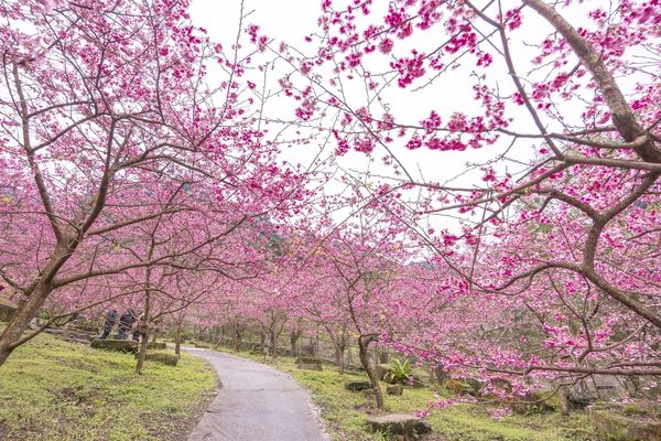 ▲▼三峽大熊櫻花林，4000顆櫻花齊放的櫻花隧道，在隧道中還可以細細品味浪漫的粉紅雨。（圖／部落客黑皮授權提供）