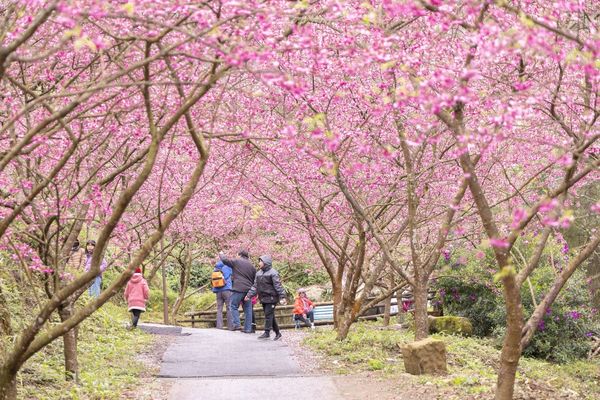 ▲▼三峽大熊櫻花林，4000顆櫻花齊放的櫻花隧道，在隧道中還可以細細品味浪漫的粉紅雨。（圖／部落客黑皮授權提供）