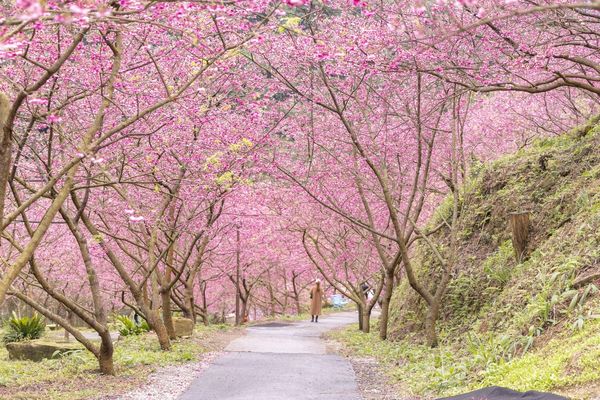 ▲▼三峽大熊櫻花林，4000顆櫻花齊放的櫻花隧道，在隧道中還可以細細品味浪漫的粉紅雨。（圖／部落客黑皮授權提供）