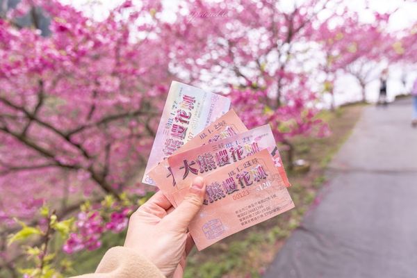 ▲▼三峽大熊櫻花林，4000顆櫻花齊放的櫻花隧道，在隧道中還可以細細品味浪漫的粉紅雨。（圖／部落客黑皮授權提供）