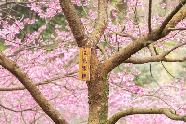 ▲▼三峽大熊櫻花林，4000顆櫻花齊放的櫻花隧道，在隧道中還可以細細品味浪漫的粉紅雨。（圖／部落客黑皮授權提供）