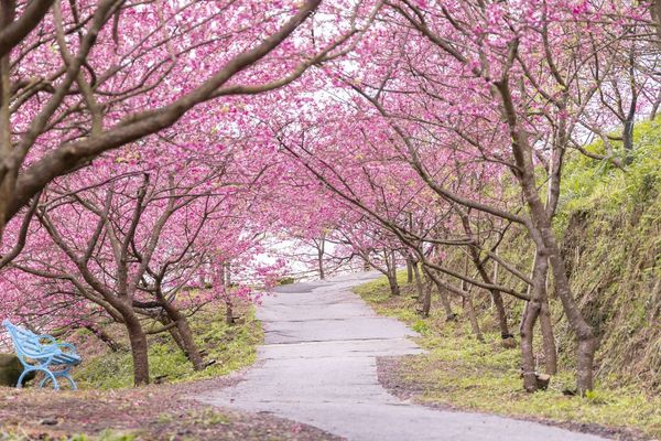 ▲▼三峽大熊櫻花林，4000顆櫻花齊放的櫻花隧道，在隧道中還可以細細品味浪漫的粉紅雨。（圖／部落客黑皮授權提供）
