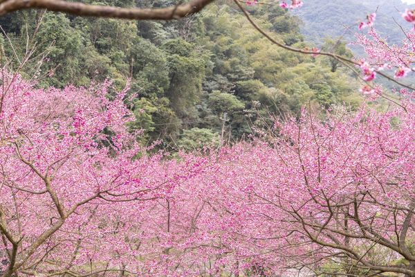 ▲▼三峽大熊櫻花林，4000顆櫻花齊放的櫻花隧道，在隧道中還可以細細品味浪漫的粉紅雨。（圖／部落客黑皮授權提供）