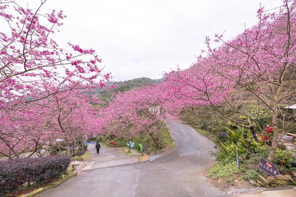▲▼三峽大熊櫻花林，4000顆櫻花齊放的櫻花隧道，在隧道中還可以細細品味浪漫的粉紅雨。（圖／部落客黑皮授權提供）