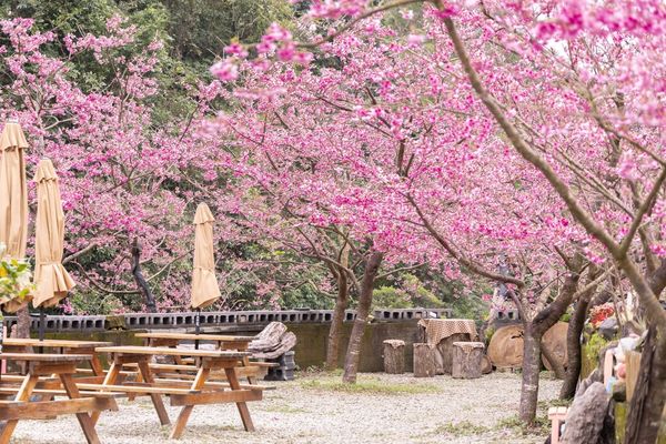▲▼三峽大熊櫻花林，4000顆櫻花齊放的櫻花隧道，在隧道中還可以細細品味浪漫的粉紅雨。（圖／部落客黑皮授權提供）