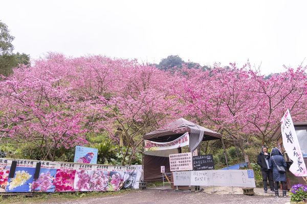 ▲▼三峽大熊櫻花林，4000顆櫻花齊放的櫻花隧道，在隧道中還可以細細品味浪漫的粉紅雨。（圖／部落客黑皮授權提供）