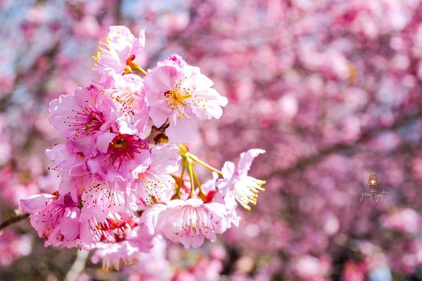 ▲▼櫻悅景觀渡假民宿，宜蘭大同鄉櫻花秘境。（圖／部落客陳小可授權提供）