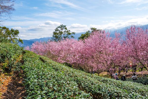 ▲▼櫻悅景觀渡假民宿，宜蘭大同鄉櫻花秘境。（圖／部落客陳小可授權提供）